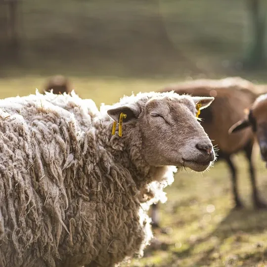 Manta de lana de oveja blanca 