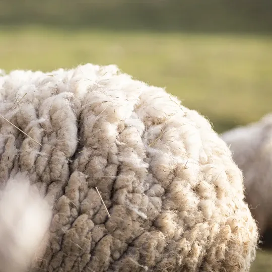 Manta de lana de oveja blanca 