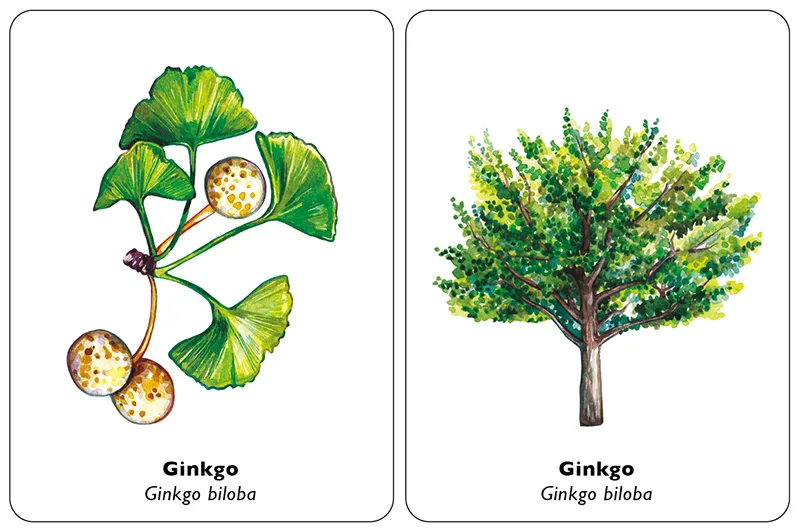 Encuentra la hoja. Juego de memoria.