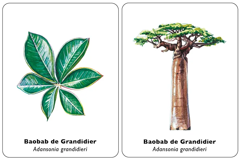 Encuentra la hoja. Juego de memoria.