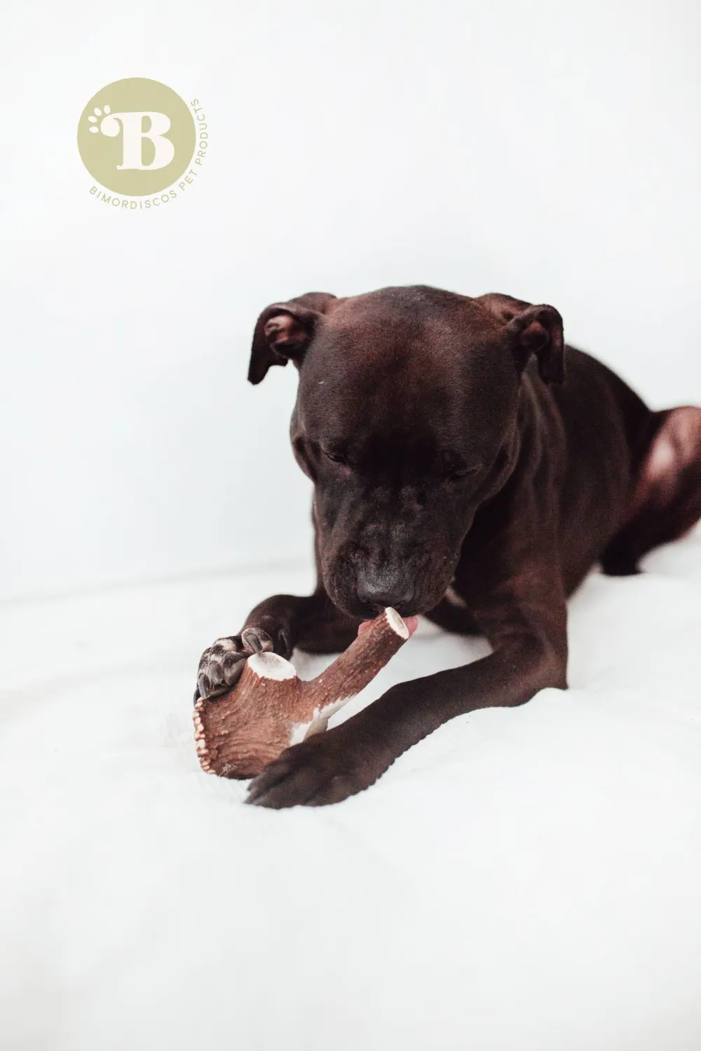 Asta entera de ciervo 