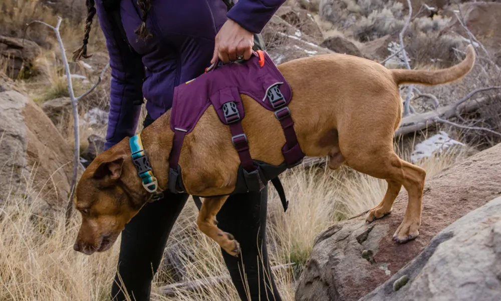 Arnés 3 puntos Web Master Purple Rain
