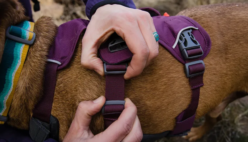 Arnés 3 puntos Web Master Purple Rain