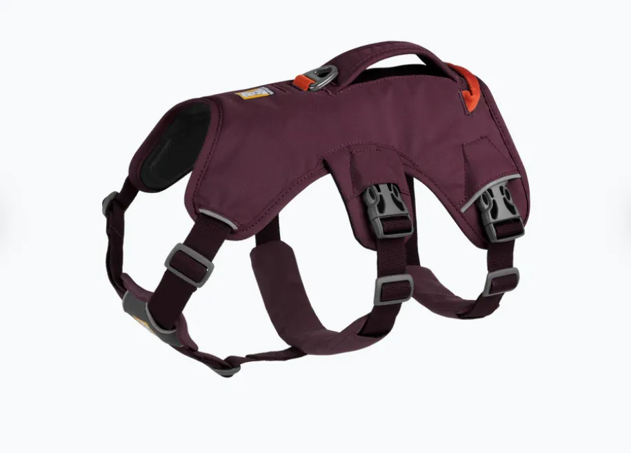 Arnés 3 puntos Web Master Purple Rain