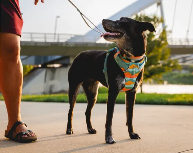 Front Range® Dog Harness Spring Mountains