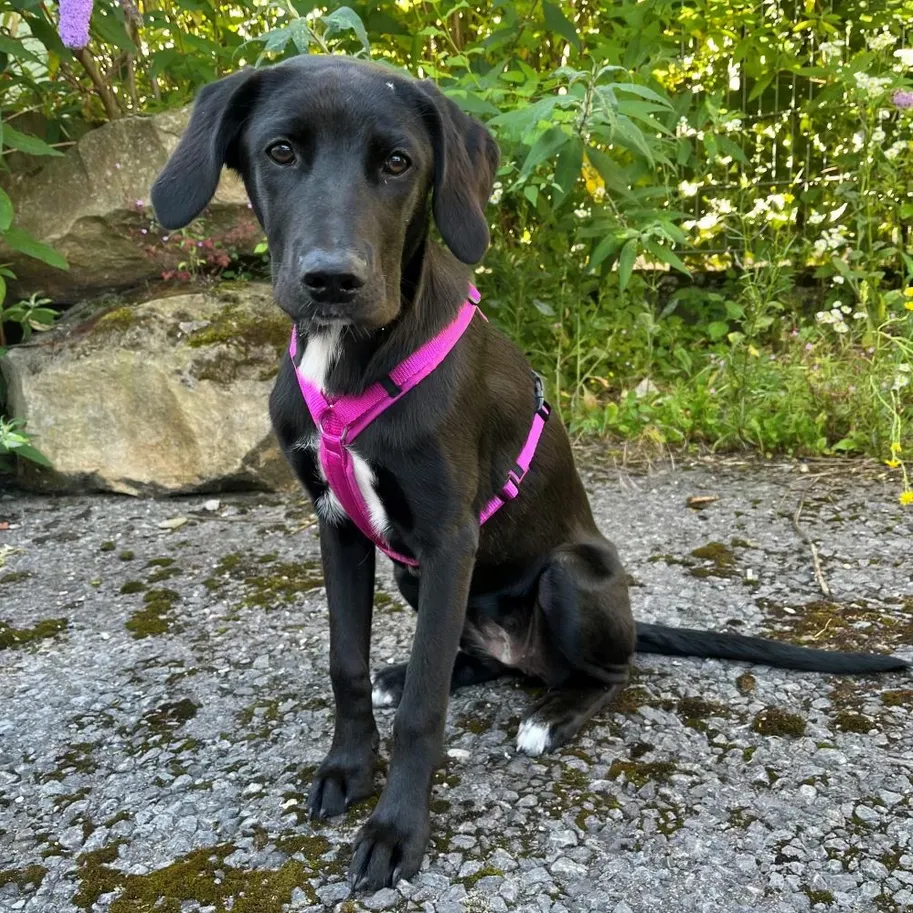 Arnés Fun Equinacea